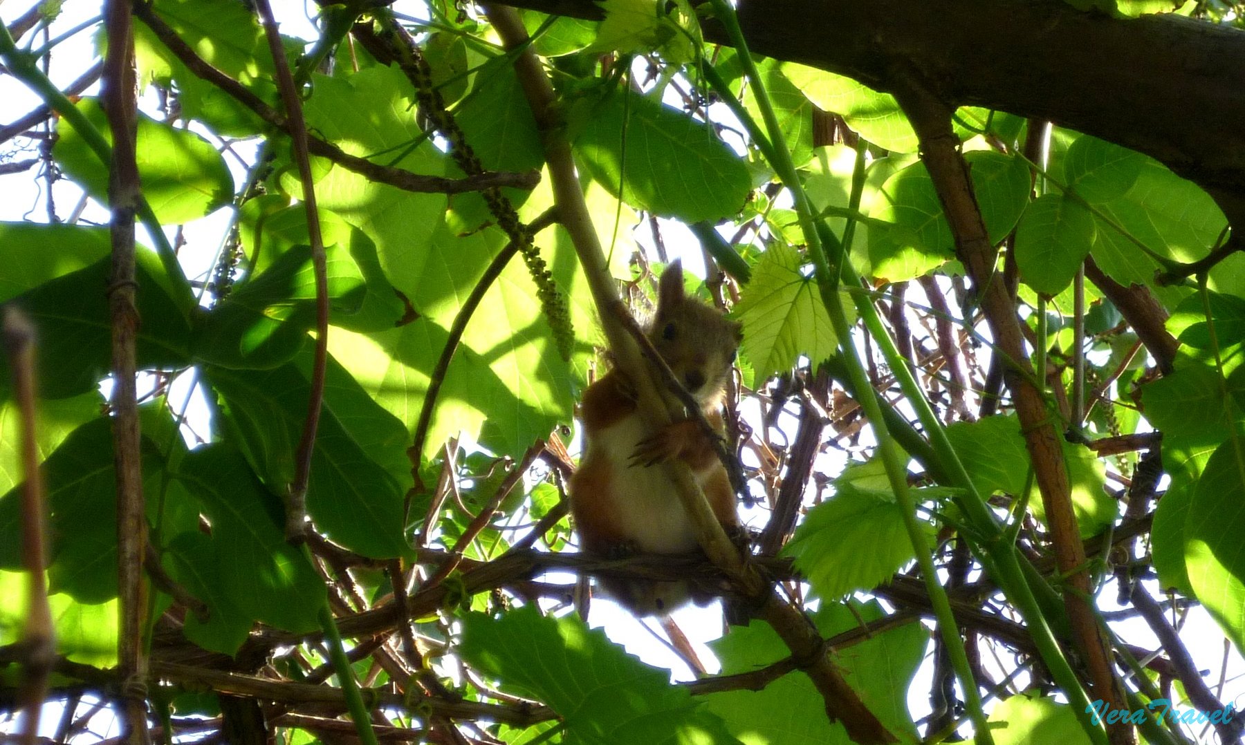 Белка на виноградной лозе